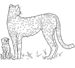 Baby Cheetah and Mother coloring page | Free Printable Coloring Pages