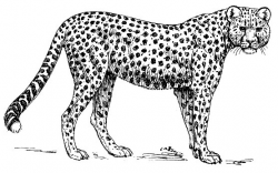 Baby Cheetah Clipart Black And White - Letters