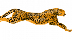 Petition · We need a Cheetah Emoji!! · Change.org