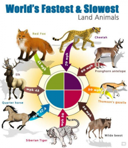 World's Fastest & Slowest Land Animals Funny Infografic