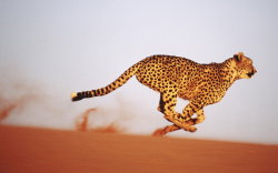 Tiger Running In Desert | Provincial Archives of Saskatchewan