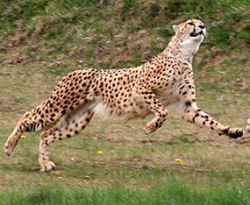 Cheetah Pictures - Cheetah Photos
