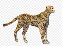 Cheetah Display resolution Clip art - cheetah png download - 1024 ...