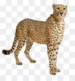 Cheetah PNG and PSD Free Download - Cheetah Leopard Lion Tiger ...