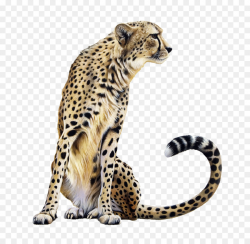 Cheetah Leopard Lion Clip art - cheetah png download - 1024*990 ...
