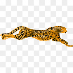 Running Cheetah, Cheetah, The Beast, Running PNG Image and Clipart ...