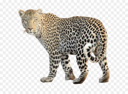 Leopard Jaguar Cheetah Clip art - Leopard Free Png Image png ...