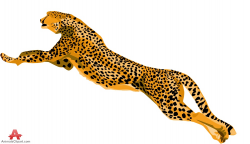 Cheetah jumping clipart design free download - Clipartix