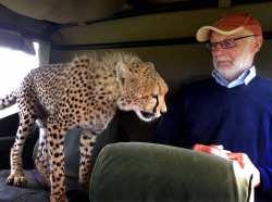 Cheetah leaps into safari jeep in Kenya : pics