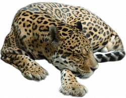 Cheetah Sleeping transparent PNG - StickPNG