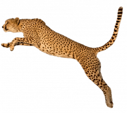 Cheetah Jump transparent PNG - StickPNG