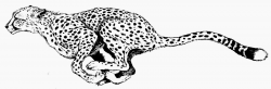 Cheetah print black and white clipart kid - Clipartix