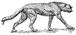 Cheetah outline clipart kid 3 - Clipartix