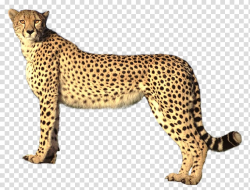 Leopard , Savannah cat Cheetah Felidae Lion Jaguar, Cheetah ...