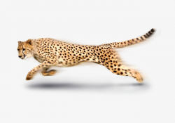 African Cheetah, Leopard, Cheetah, Png Picture PNG Image and Clipart ...