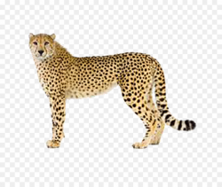 Cheetah Clip art - leopard png download - 750*750 - Free Transparent ...