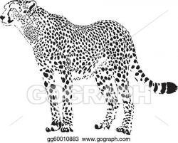 Vector Art - Gepard - black and white cheetah. Clipart Drawing ...