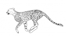 Cheetah Cartoon Drawing Cheetah Clipart Line Drawing - Pencil And In ...
