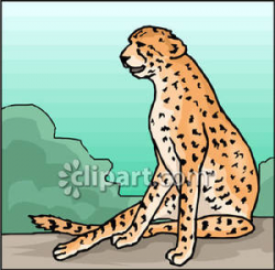 Cheetah Sitting Down - Royalty Free Clipart Picture
