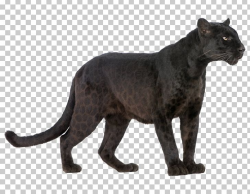 Black Panther Jaguar Cheetah Cougar PNG, Clipart, Amur ...
