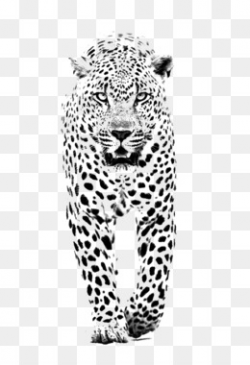 Cheetah PNG and PSD Free Download - Cheetah Leopard Lion Tiger ...