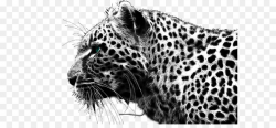 Leopard Cheetah Black panther Lion Wallpaper - Cheetah PNG png ...