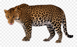 Leopard - Lion Tiger Cheetah Leopard Jaguar Panther Png ...