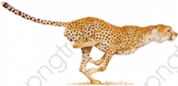 Running Cheetah, Cheetah Clipart, Forest Animals, Ferocious ...