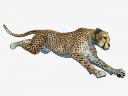 Free To Pull The Running Cheetah Material, Cheetah, Leopard, Animal ...