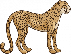 Cheetah | Clipart | The Arts | Image | PBS LearningMedia