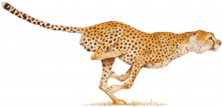Cheetah PNG images free, animals PNG images