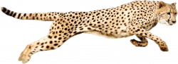 Cheetah Running transparent PNG - StickPNG