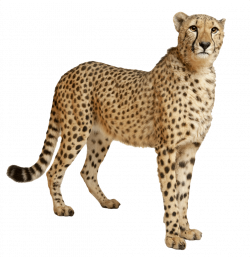 Cheetah Still transparent PNG - StickPNG