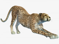 Free Hunting Puma Pull Material, Cheetah, Wild Animals, Leopard PNG ...
