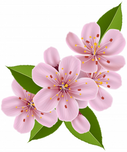 Spring Cherry Blossom Flowers PNG Clip Art Image | Gallery ...