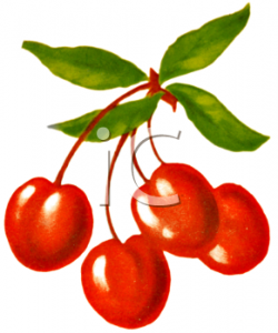 Vintage illustration of a bunch of cherries. | cherries | Pinterest ...