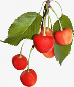 A Bunch Of Cherries, Fruit, Cherry, Yanhong PNG Image and Clipart ...