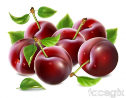 Red Delicious diseño cerezas vector | Bocetos | Pinterest | Cherries ...