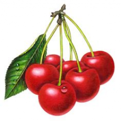 Two sweet cherries, isolated | Sweet cherries, Cherries and Veggies