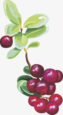 Cranberry Fruit Cherries, Vector Cranberry, Fruit, Cranberry PNG ...