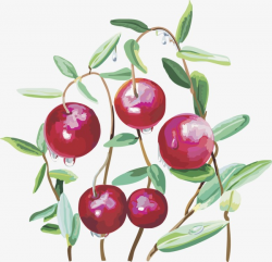 Vector Cranberry,cherry, Vector Cranberry, Fruit, Cranberry PNG ...