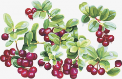 Cranberry Fruit Cherries, Fruit, Vector Fruit PNG Image and Clipart ...