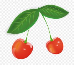 Sour Cherry Fruit Clip art - Cherry png download - 800*800 - Free ...