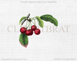 VINTAGE CHERRY STEM Clip Art Antique Cherry by ClipArtBrat on Etsy ...