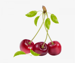 Three Cherries, Cherry, Green Leaf, Fruits PNG Image and Clipart for ...