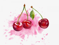 Watercolor Cherry, Three Cherries, Hand Painted Watercolor ...