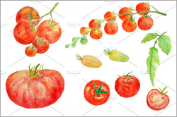 Watercolor Clipart - Tomato ~ Illustrations ~ Creative Market