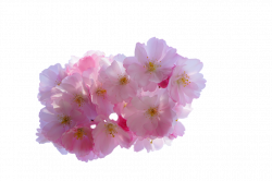 Free photo Blossom Isolated Blossom Cherry Blossom Bloom - Max Pixel