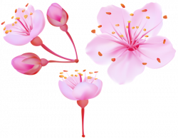 Spring Cherry Blossoms PNG Clip Art Image | Gallery Yopriceville ...