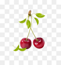 Cherry Fruit Clip art - Vector cherry png download - 2076*2341 ...